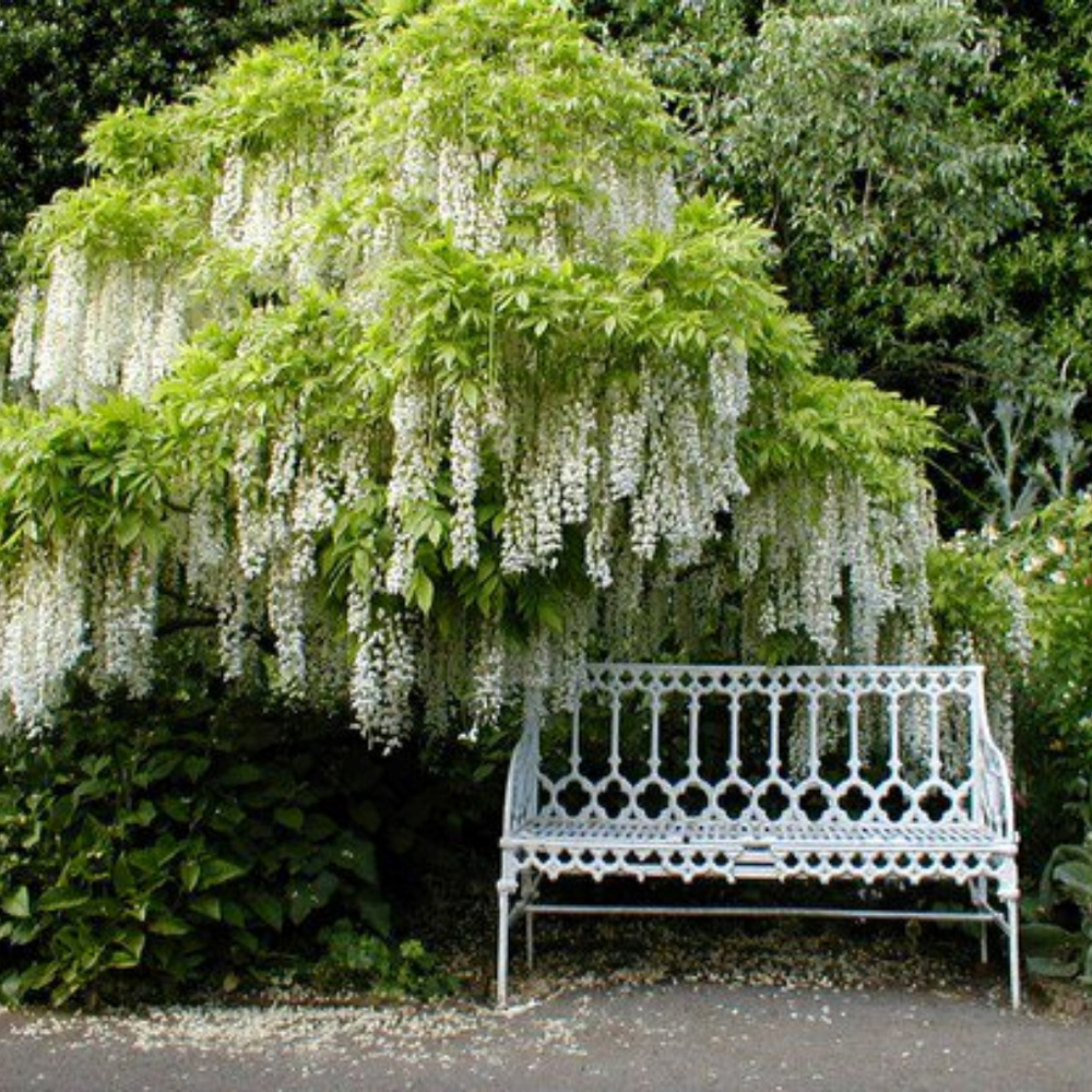 Meet your Posher, Cocoandbean